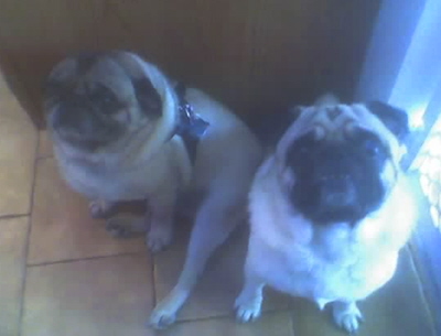 Corona Killiansmaller