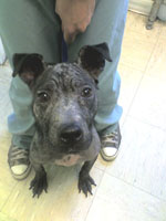 DEMI W.H.Animal Hosp150