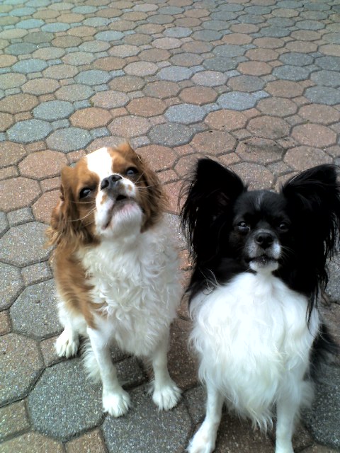 Rufus & Chase waiting for a cookie