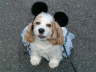 Lady Daisy at homecoming 