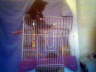 Birdi and Tulsi 