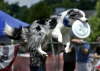 Jet Frisby Dog 