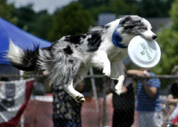 Jet Frisby Dog 