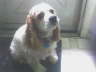 Daisy