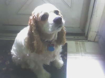 Daisy