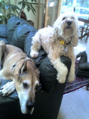 Foster & Sammy  Marilyn Genoa