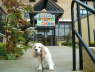 Lady Daisy 