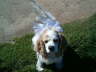 Lady Daisy 2006 Homecoming 