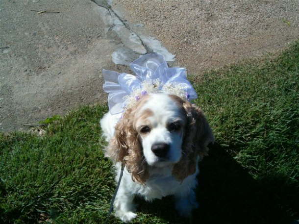 Lady Daisy 2006 Homecoming 