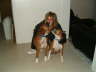 Patrice and Rocco and Pety 