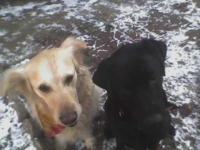Lucky & Shifty