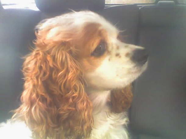 Lady Daisy 