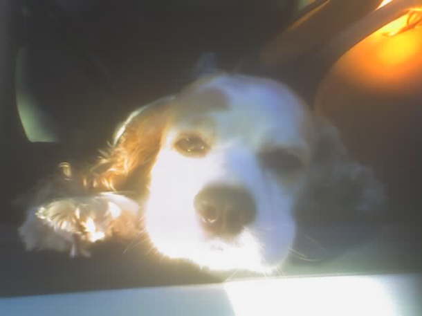 Lady Daisy 