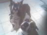 Rocco and Pety 