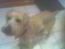 Oliver 