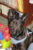 Dobie